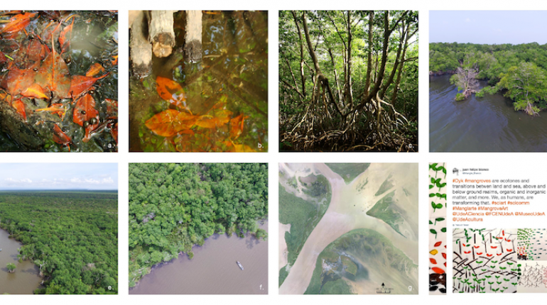 #ManglArte: Manglares del Caribe sur como un sistema emergente