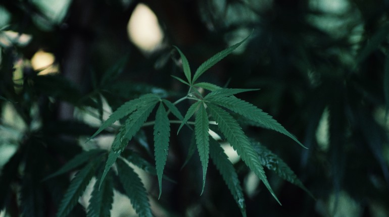 Articulo especial: Sustancias psicoactivas que más alteran el nivel de las capacidades físicas condicionales. 
