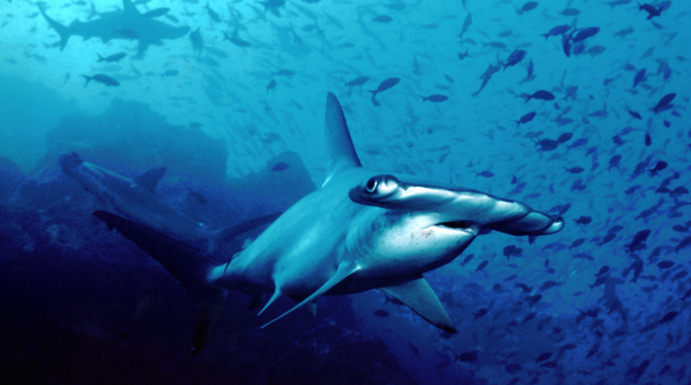 ¿Por qué tantos animales nadan en círculos?